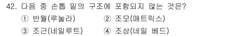 미용사(네일) 2015년 42번 - '조근(네일루트)'은 손톱의 구조에 포함되는 요소로, 손톱의 성장과 관련... 에 관한 핵심 기출문제