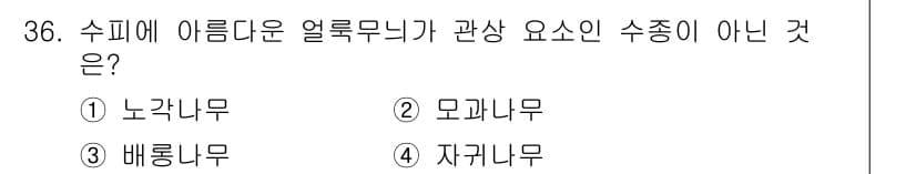 조경기능사 2016년 36번 - . 노각나무는 수목의 형태와 아름다움에서 관상용으로 적합하지 않은 특징을... 에 관한 핵심 기출문제