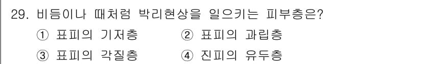 이용사 2016년 29번 - 정답은 2) 표피의 과립층입니다. 과립층은 각질형성세포가 주요 성분인 각... 에 관한 핵심 기출문제