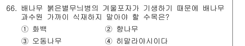 조경산업기사 2015년 66번 - 배나무와 가까이 식재하면 해충이나 병해가 발생할 수 있어 다른 수목과의 ... 에 관한 핵심 기출문제