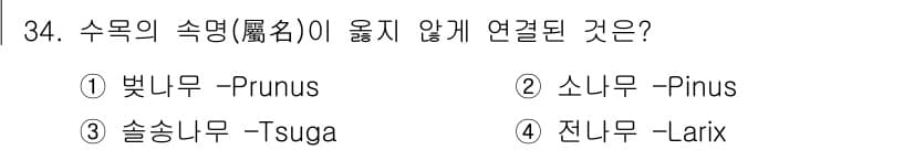 조경산업기사 2017년 34번 - 정답은 4. 전나무(Larix)입니다. 전나무는 주로 침엽수과에 속하며,... 에 관한 핵심 기출문제