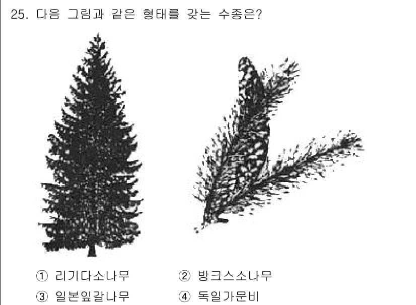 조경산업기사 2019년 25번 - 정답과 핵심 포인트를 검수 중인 기출문제