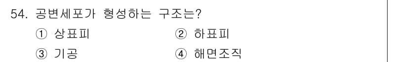 생물분류기사(식물) 2018년 54번 - 공변세포는 기공을 형성하는 세포로, 이들은 주로 식물의 잎에서 발견됩니다... 에 관한 핵심 기출문제