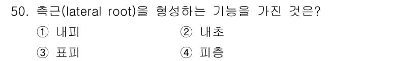 생물분류기사(식물) 2019년 50번 - 측근(lateral root)은 주근에서 발생하며, 이를 통해 식물의 수... 에 관한 핵심 기출문제