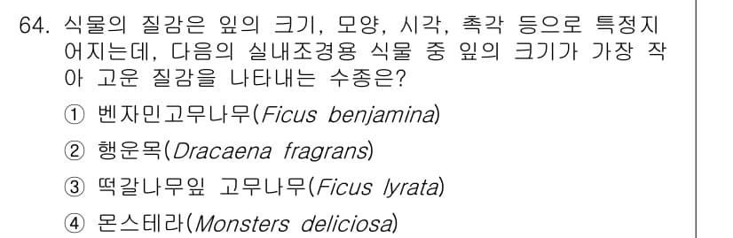조경기사 2020년 63번 - 벤자민고무나무(Ficus benjamina)는 다른 식물들에 비해 잎 크... 에 관한 핵심 기출문제