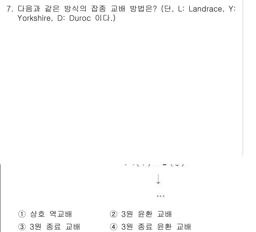 축산기사 2020년 7번 - 해당 문제는 여러 품종의 교배 방식에 관한 것입니다. 제시된 품종(Lan... 에 관한 핵심 기출문제
