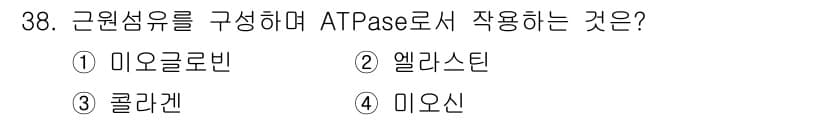 식육가공기사 2021년 38번 - . 미오신  
미오신은 근육 수축의 주요 구성 요소로 ATPase 활성을... 에 관한 핵심 기출문제